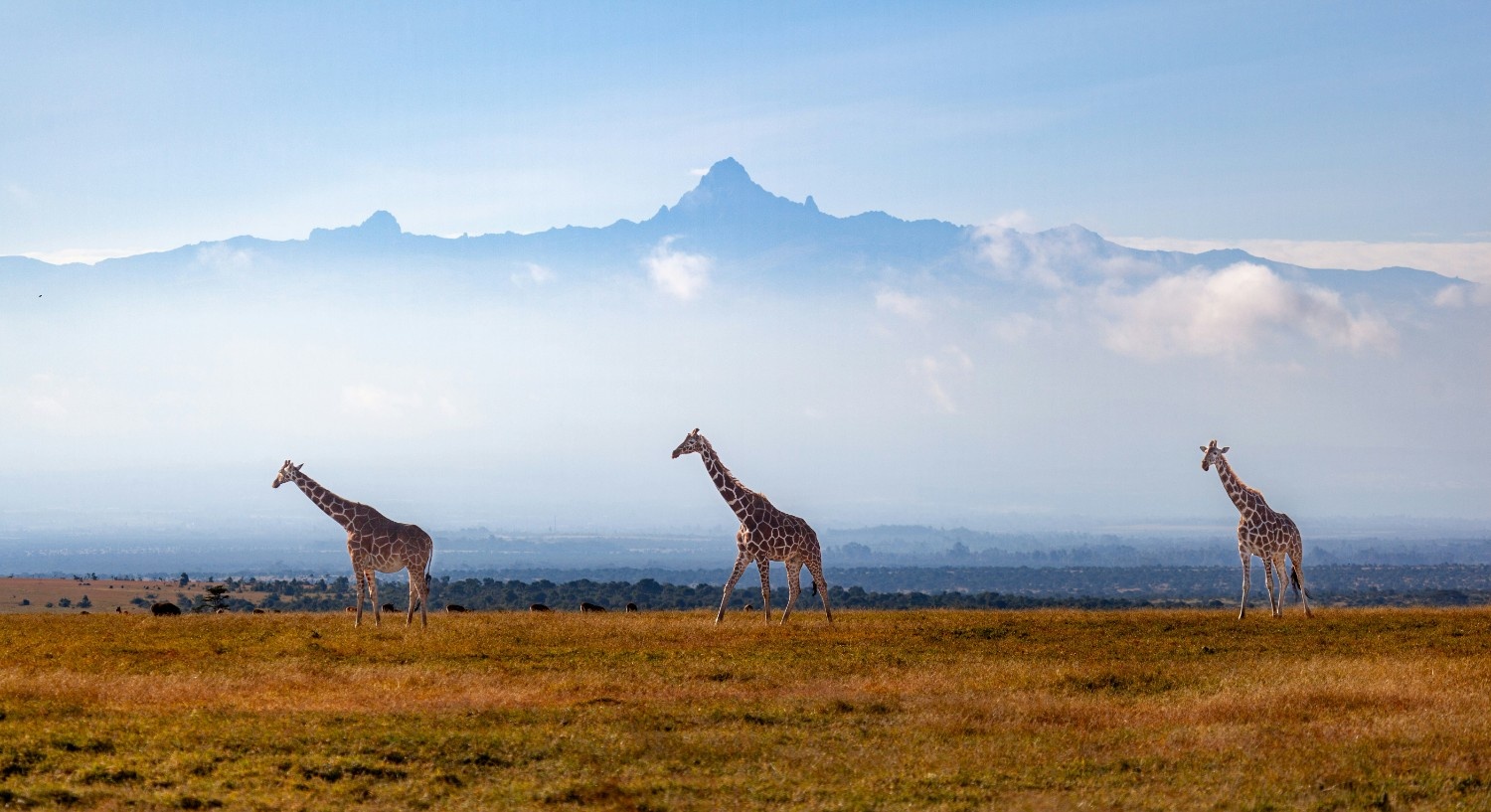 Kenya Classic Wildlife Safari