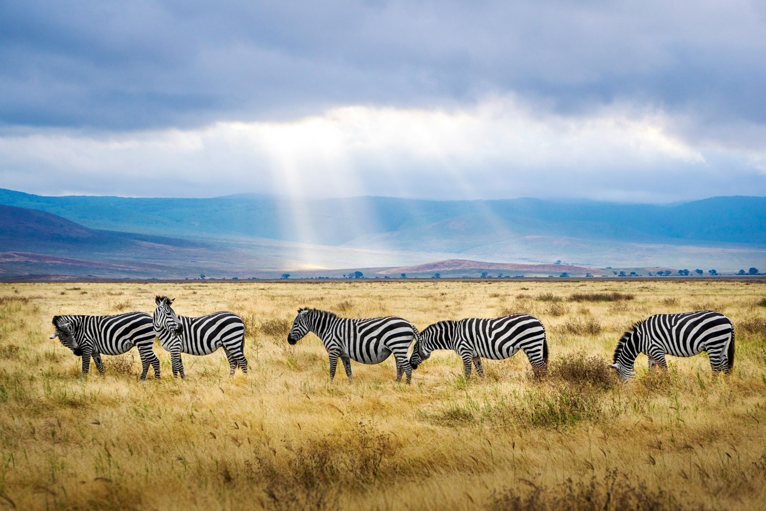 Tanzania Safari & Zanzibar